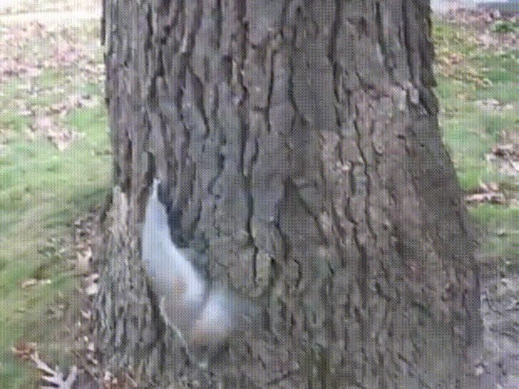 Squirrel eats fermented pumpkins, gets drunk. RallyPoint