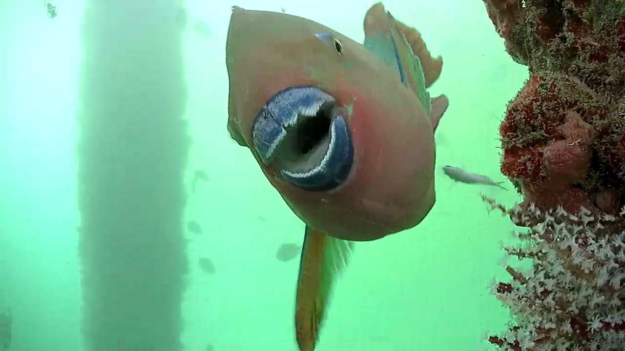 LIVE Deerfield Beach Underwater Camera RallyPoint