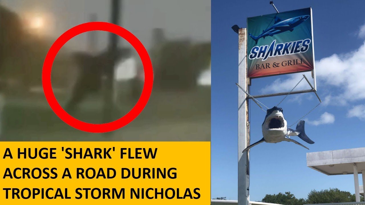 Shark Goes Airborne During Hurricane | huge 'shark' flew across road