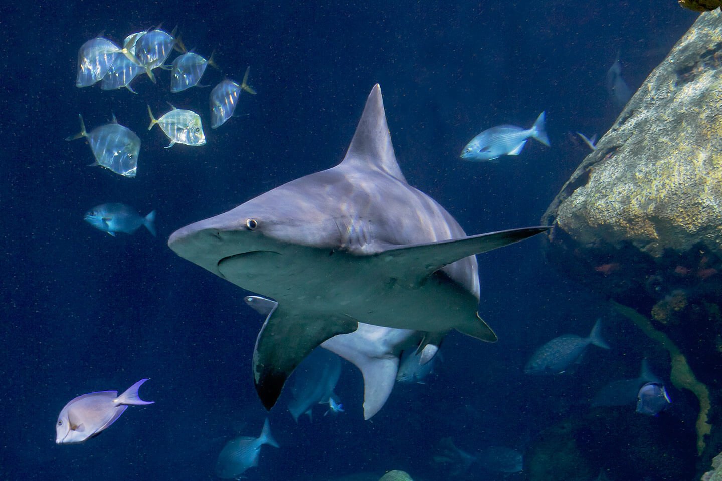 Jobs Zoo Jobs Near Me AZA RallyPoint