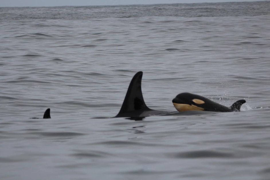 Make that TWO orca calves spotted in Puget Sound RallyPoint