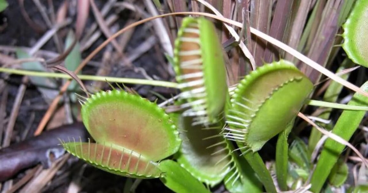 Venus fly trap not to be listed as endangered species RallyPoint
