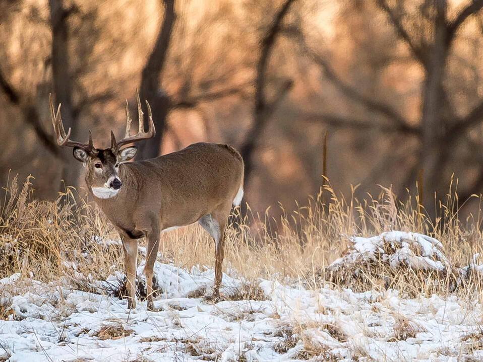 10 Reasons Wisconsin’s Buffalo County Has the Best Deer Hunting in the U.S. NewsBreak RallyPoint