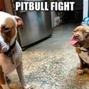 Pitbull fight s