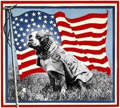 American war dog
