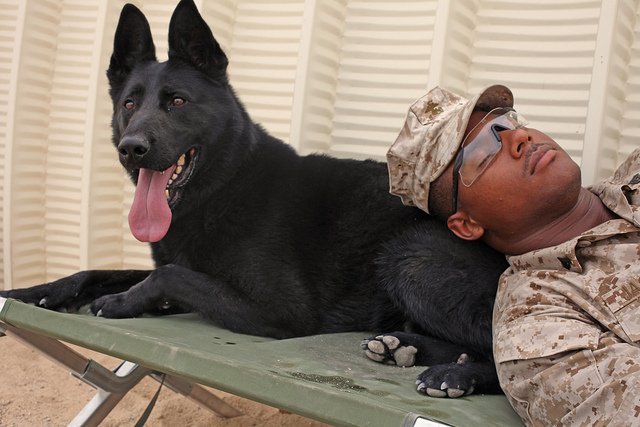 Military working animals  mil vets   pets for vets 