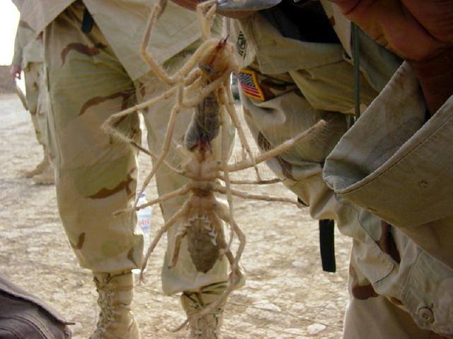 The myth of the super sized camel spider