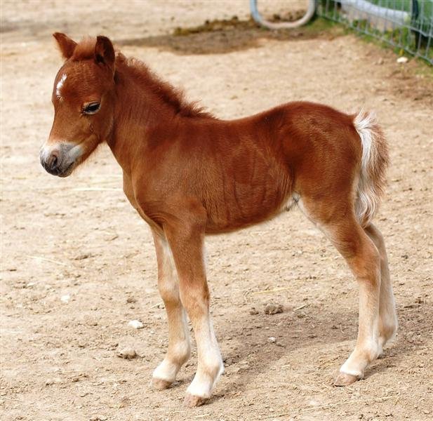 1413 baby pony