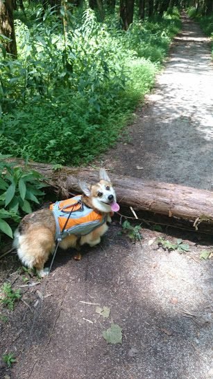 1919632 10152557426669450 8985316296027680064 n