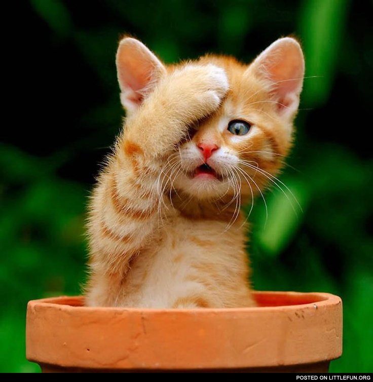 51f1f108c856111e3a000001 736