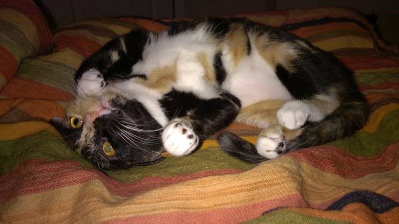 Wp 20150330 21 47 33 pro