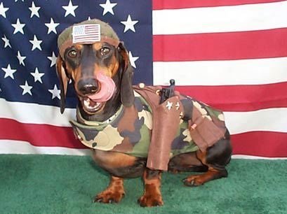 Pets are patriotic