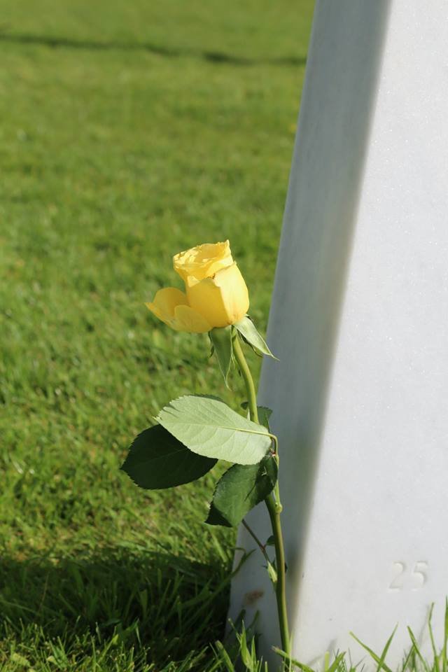 Normandy cemetary yello rose