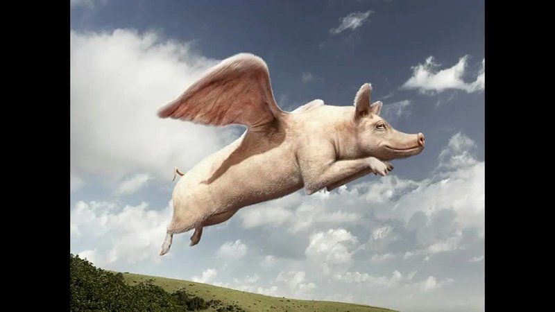 Pigflying
