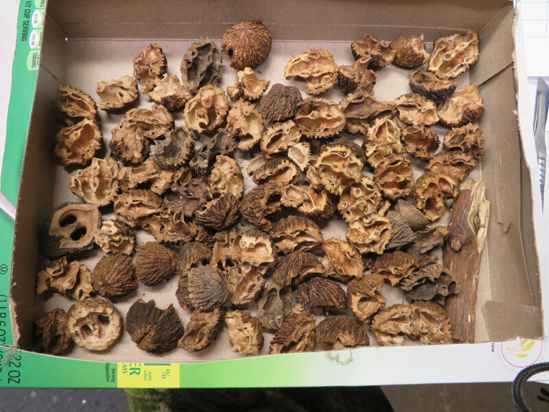 Attention Rally Point members who have squirrels and black walnut trees