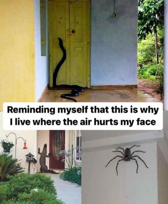 Yeah, I Don't Miss the Centipedes, Scorpions and Giant Flying