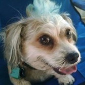 MSgt A. J. Barnstien