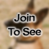 SFC Mine Detection Dog Course Ncoic