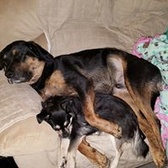 SGT Dominic Williams