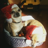 SPC Lorraine Pickens