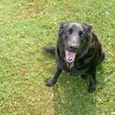 SGT Daniel Fitzpatrick