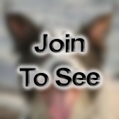 MAJ Battalion Executive Officer