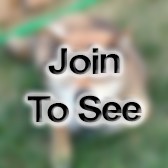 Maj Director, Operations Plans