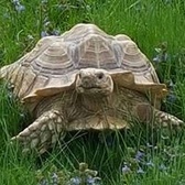 TSgt Louis Littleton