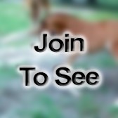 MSgt Assistant Ncoic