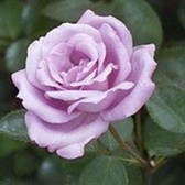 SPC Robert House Jr.