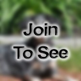 MSG Operations Ncoic