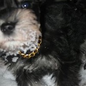 Capt David Vandercook