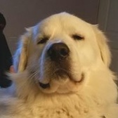 Cpl Quentin Durrstein