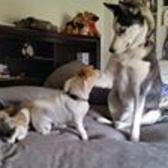 1LT Michael DiCamillo