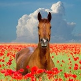 SP5 Diane Gilreath Reese