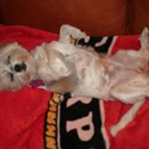 Maj Shawn Fitzgerald