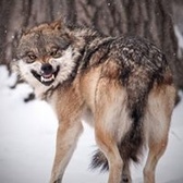 MSG Frederick Hughes