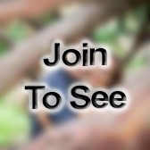 Capt Executive Officer