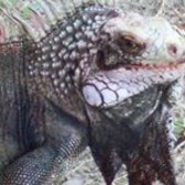 Phyllis Eriksen, CISA