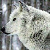 SPC Suawanna Harrington