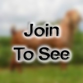 SFC Aircraft Mechanic