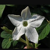 TSgt Christopher Lammert