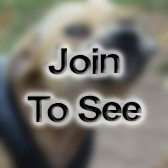 SGT(P) Platoon Sergeant